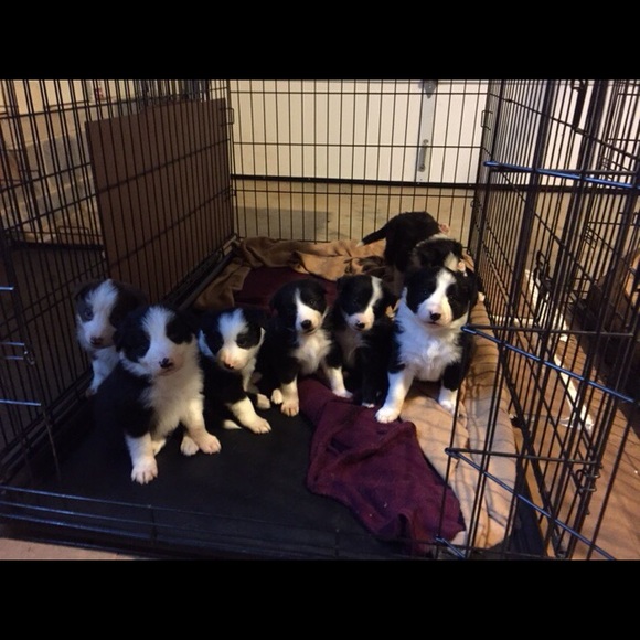 Meet your Posher, Sharon - Picture 1 of 1